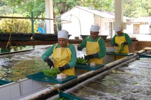 Bananeros de Colombia trabajan en equipo para sacar adelante su agroindustria