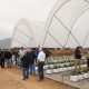 Showroom de cultivo de arándano en maceta bajo macrotúnel con sustrato de fibra de coco