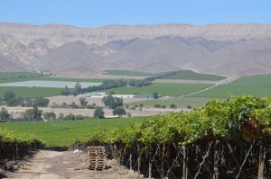 Copiapó, la uva chilena de exportación más cercana a Perú