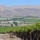 Copiapó, la uva chilena de exportación más cercana a Perú