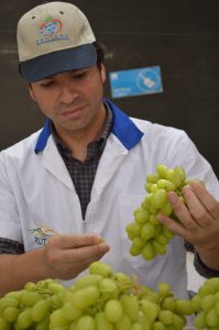 Variedades Arra demuestran sus cualidades productivas y atractivos para el consumidor
