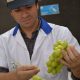 Variedades Arra demuestran sus cualidades productivas y atractivos para el consumidor