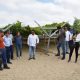 SNFL hace pruebas en Piura e Ica de dos nuevas variedades