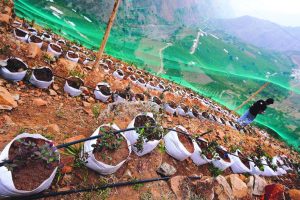 Biloxi ¿La Red Globe de los arándanos?