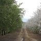 El almendro apuesta por una nueva generación de variedades