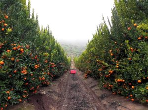 El ‘mini boom’ de los cítricos en  Chile
