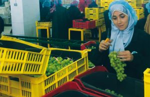 Crece la producción de uva de mesa en Egipto