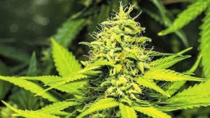 Clever Leaves: su negocio de cannabis medicinal ya llega a 14 países