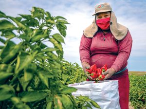 Ecosac y un negocio en crecimiento  de las conservas de capsicum