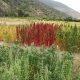 El cultivo de la quinua tiene futuro en la zona central de Chile