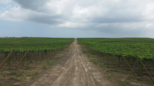 Santa Elena, nueva zona productiva