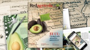 El futuro de la palta peruana y su ambicioso plan en EE UU: destaques de nueva edición de Revista Redagrícola