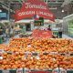 El tomate limachino vuelve e los supermercados de la Región Metropolitana