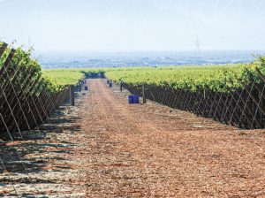 Ante el permanente reto de explorar y encontrar nuevas oportunidades para la uva de mesa