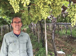“Con el manejo de cuatro parámetros se logra productividad y calidad de la uva de mesa en el norte”