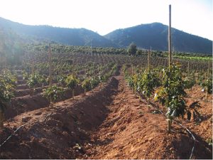 En España la superficie de riego eficiente alcanza 77% del área total