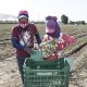 Los ajustes detrás del negocio del espárrago