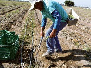 “Crece la tendencia de aprovechar en menos tiempo el espárrago”