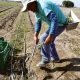 “Crece la tendencia de aprovechar en menos tiempo el espárrago”