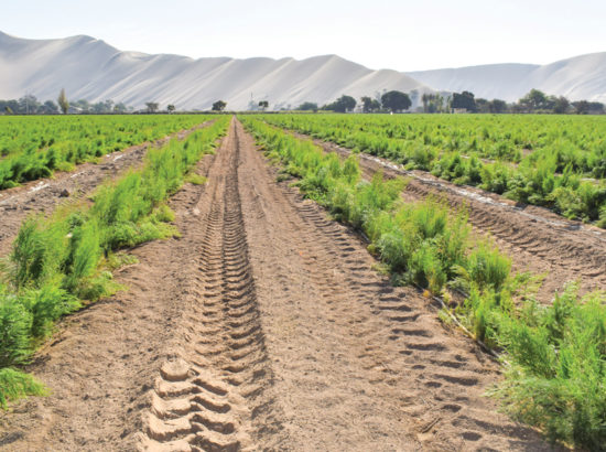 Cuadro 1. Distribución de Calibres y Materia seca en cerezos cv Sweetheart.