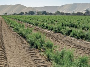 Una buena cosecha va de la mano con una buena fertilización