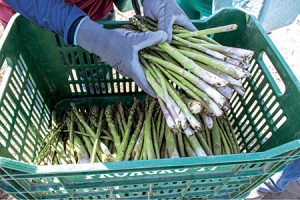 El mayor precio recibido por el espárrago peruano permitió cerrar el 2023 en positivo