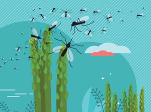 Desarrollo y actualidad del Manejo Integrado de Plagas en espárrago