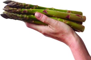 “Adaptabilidad de tres nuevas variedades híbridas de espárragos (Asparagus officinalis L.) 100% masculino en condiciones de clima cálido”