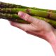 “Adaptabilidad de tres nuevas variedades híbridas de espárragos (Asparagus officinalis L.) 100% masculino en condiciones de clima cálido”