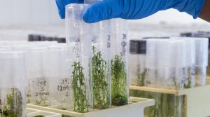 Estudios detectan que sequía disminuye la resistencia de las papas a las plagas