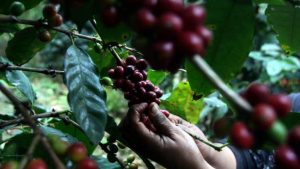Caficultores participan del 6° concurso nacional “Colombia Tierra de Diversidad”