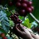 Colombia: aprueban política del sector cafetero hasta 2030