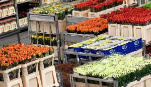 La floricultura colombiana se suma al tren de los biológicos agrícolas