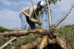 Coronavirus: productores de Colombia se vieron afectados por la pandemia