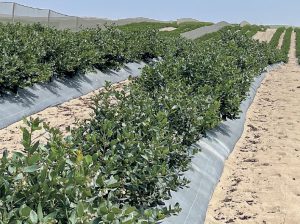Family Farms Perú sumará 400 hectáreas de arándanos con variedades licenciadas