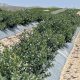 Family Farms Perú sumará 400 hectáreas de arándanos con variedades licenciadas
