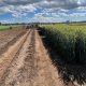 Lanzan nueva variedad de trigo pensado para el pan y el invierno chileno
