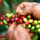 Fedecafé y el gobierno se unen para digitalizar negocios de cafeteros