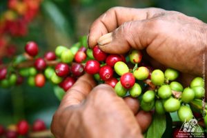 Vendieron 32 lotes de café colombiano en subasta virtual internacional