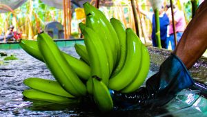 Ecuador: precio de la caja de banano se fijará según temporada el 2021