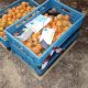 A través de sensores, proyecto estudia las variables que afectan la cadena de distribución en la fruta fresca
