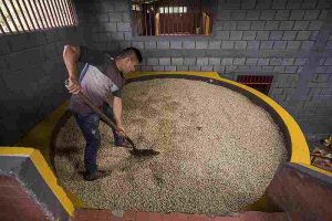 Fermentación prolongada mejoraría significativamente la calidad del café