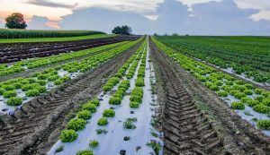 Colombia extiende norma que deja en cero los aranceles para algunos fertilizantes
