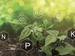 Fertilizantes de lenta liberación para ser más eficientes y reducir las pérdidas de nitrógeno