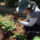 Aplicación permitirá a productores mitigar la presencia e impacto de la viruela en frutillas