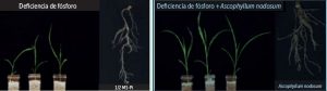 Conociendo a Ascophyllum nodosum