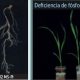Conociendo a Ascophyllum nodosum