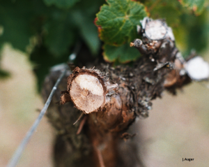 Enfermedades causadas por hongos de la madera de la vid