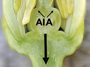 Ampliando el conocimiento y usos de las auxinas de síntesis en frutales