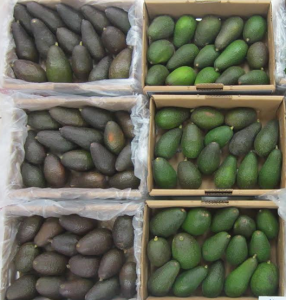 Tecnologías de poscosecha para la exportación de palta Hass